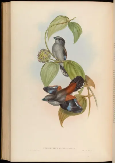 Red-backed EEurylaime