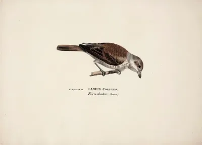 Red-Backed Shrike, Female