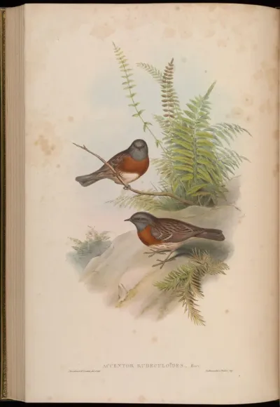 Red-breasted Accentor