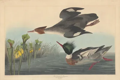 Red-breasted Merganser