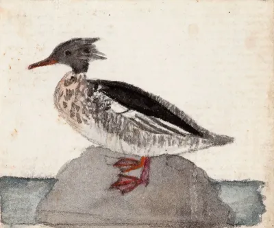 Red-Breasted Merganser