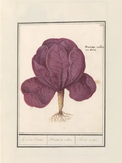 Red Cabbage (Brassica oleracea convar. capitata var. Rubra)