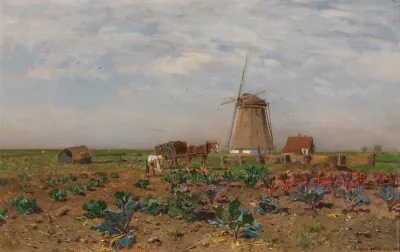 Red cabbage field in Holland