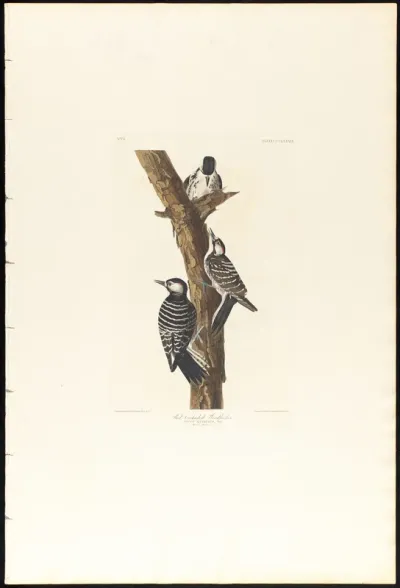Red cockaded Woodpecker