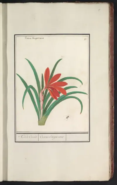 Red crocus (Crocus)