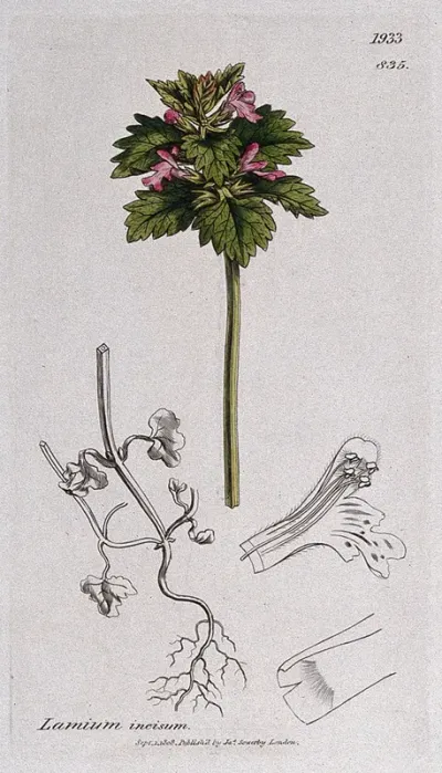 Red deadnettle (Lamium purpureum): flowering stem, roots and floral segments