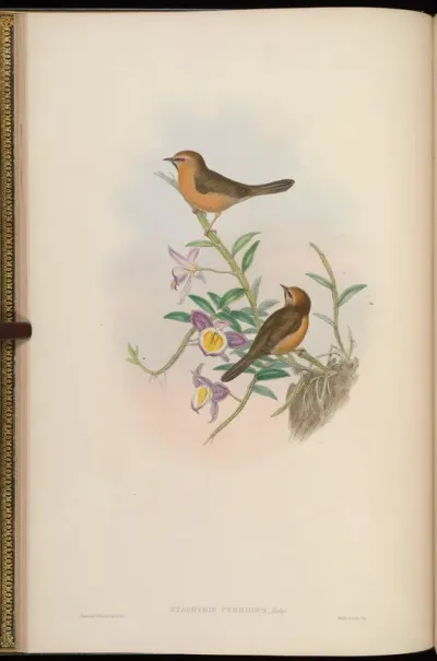 Red-eyed Stachyris
