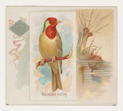 Red-headed Bunting, from the Song Birds of the World series (N42) for Allen & Ginter Cigarettes