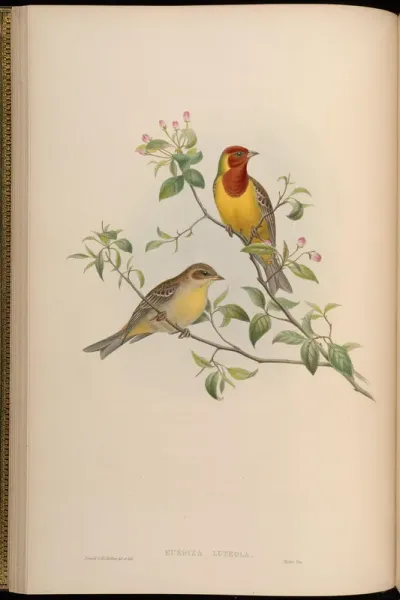 Red-headed Bunting