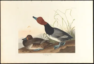 Red Headed Duck