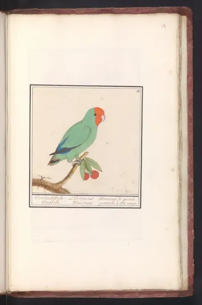 Red-headed Lovebird
