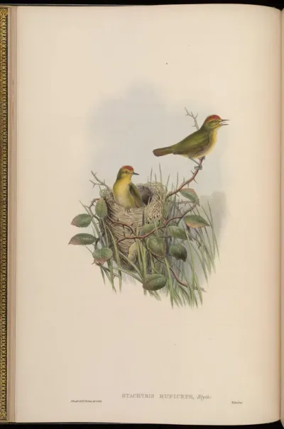 Red-headed Stachyris