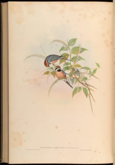 Red-headed Tit