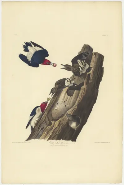 Red headed Woodpecker