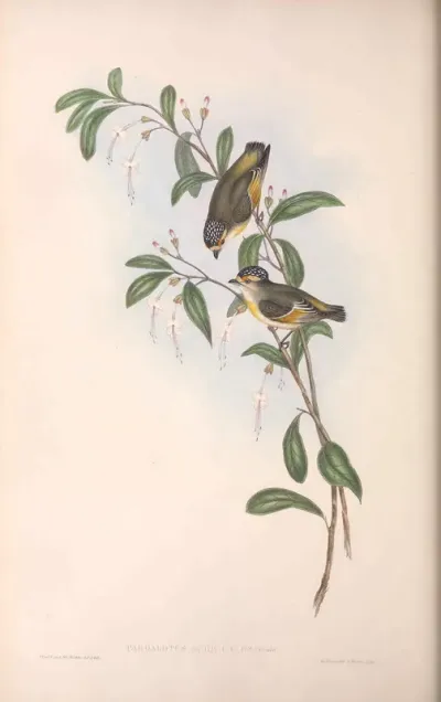 Red-lored Pardalote