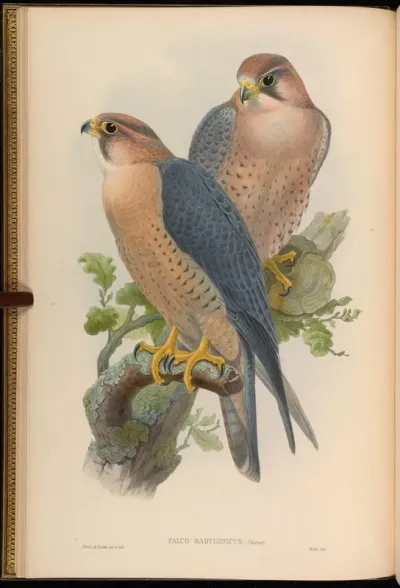 Red-naped Falcon