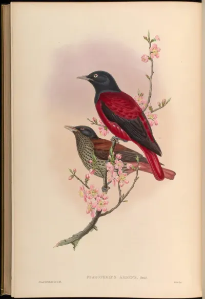 Red Oriole