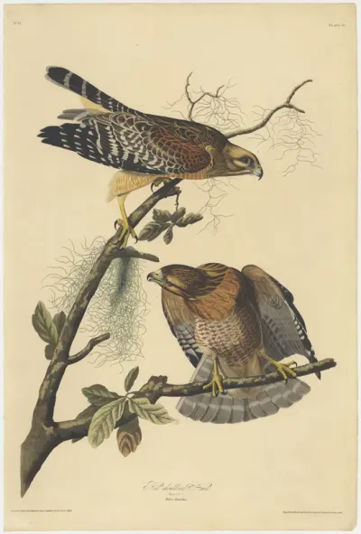 Red shouldered Hawk