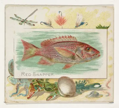Red Snapper, from Fish from American Waters series (N39) for Allen & Ginter Cigarettes