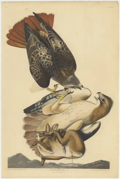 Red tailed Hawk