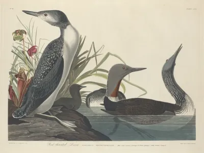 Red throated Diver