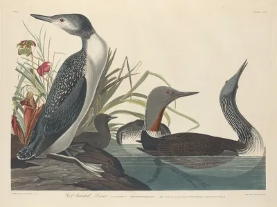Red-throated Diver