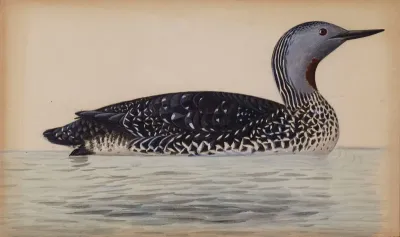 Red-Throated Diver