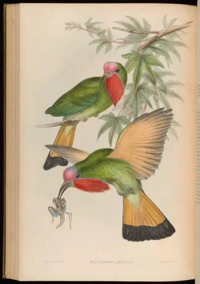 Red-throated Nyctiornis