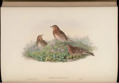 Red-throated Pipit