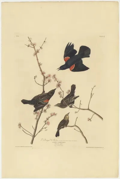 Red winged Starling