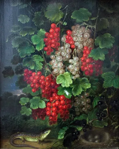 Redcurrants