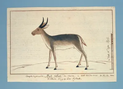 Redunca arundinum (Rietbok; mannelijk)