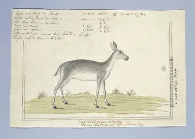 Redunca arundinum (Southern reedbuck)