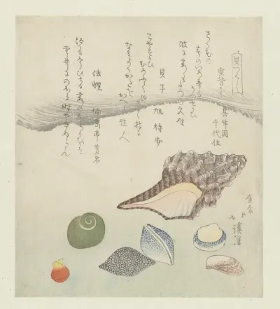 Reflectieschelp, ivoorschelp en tritonschelp
