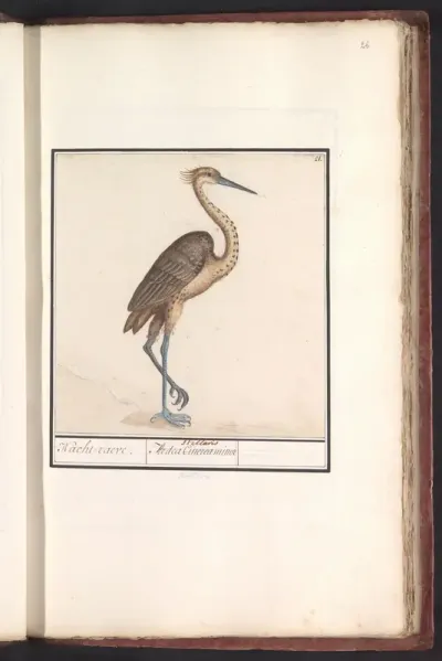 Reiger (Ardea)