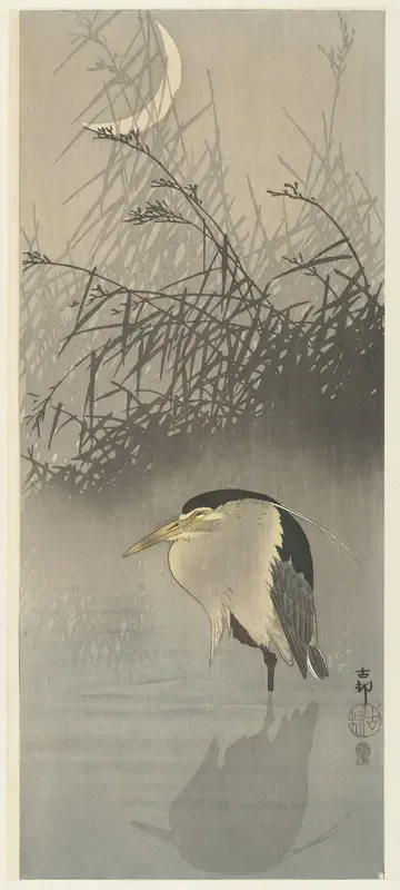 Reiger bij nieuwe maan