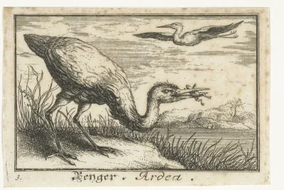 Reiger met kikker in de bek
