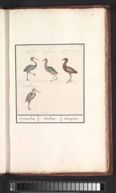 Reigers (Ardeidae)