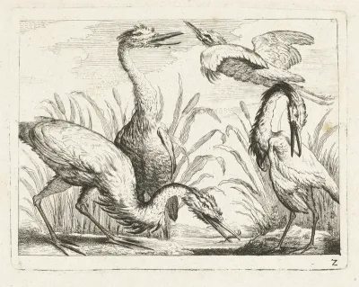 Reigers bij een plas