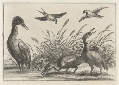 Reigers en zwaluwen