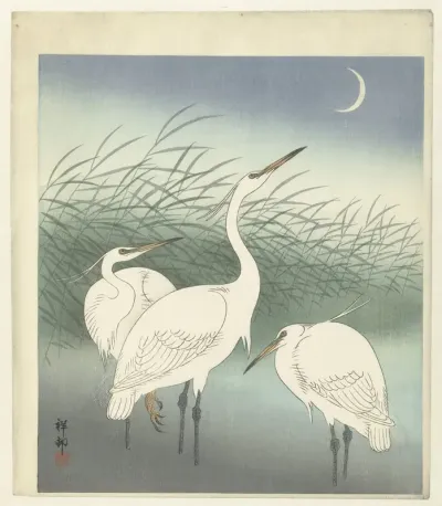 Reigers in ondiep water
