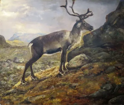 Reindeer
