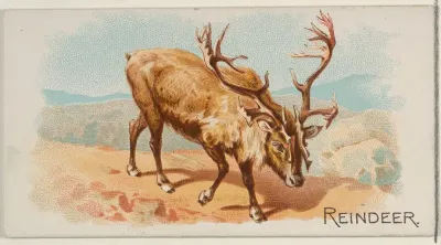 Reindeer, from the Quadrupeds series (N21) for Allen & Ginter Cigarettes