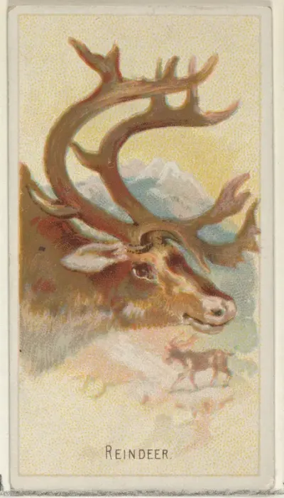 Reindeer, from the Wild Animals of the World series (N25) for Allen & Ginter Cigarettes