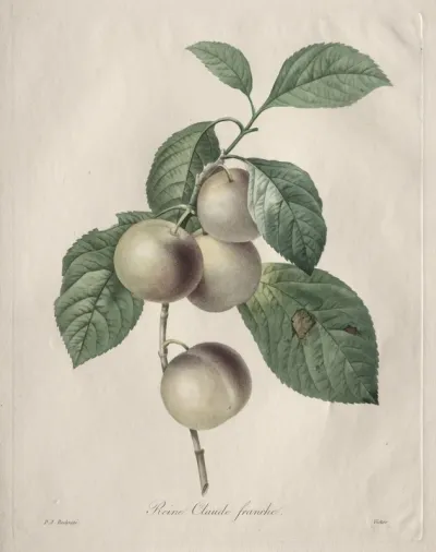 Reine Claude Plum