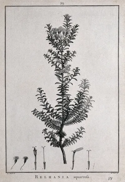 Relhania squarrosa: flowering stem and floral segments