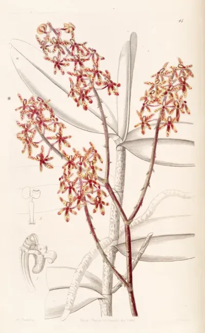 Renanthera matutina