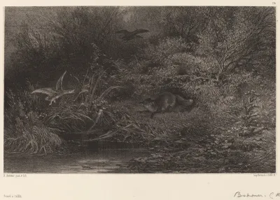 Renard à l'affût