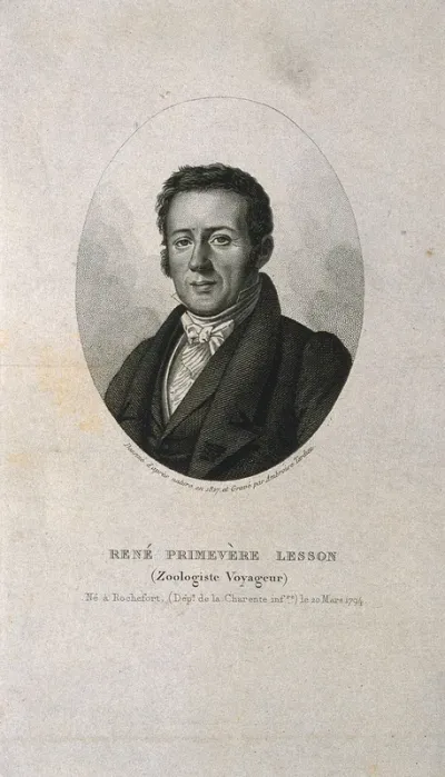 René Primevère Lesson