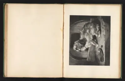 Reproductie van een prent naar een schilderij van een hond door Edwin Landseer